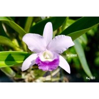 Hoa lan cát màu đẹp hoa chùm thơm