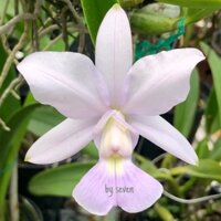 Hoa Lan cát màu đẹp hoa thơm phức