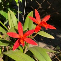 Hoa lan cát màu đỏ rực