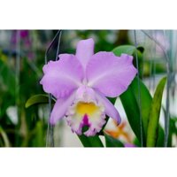 Hoa lan cát màu hồng lưỡi ống thơm hoa chùm