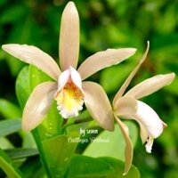 Hoa lan cát màu vàng đẹp lạ