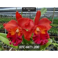 Hoa lan cát Nakhonchaisri red size trung thuần đẹp