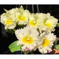 Hoa lan cát Siam white trưởng thành sắp hoa