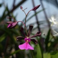 Hoa lan củ tỏi cánh tím lưỡi hồng hoa chuẩn thơm ngọt