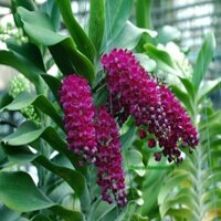 Hoa lan Đai Châu - Nghinh Xuân (gốc to) (chuyên cây giống )