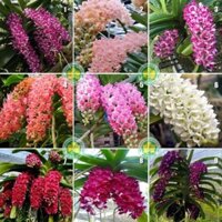 Hoa lan đai châu trắng đài loan ( cây to, cao 40cm)+ 700g phân thỏ hữu cơ ki mập khỏe ấm chậu