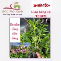Hoa lan Dendro đồng tiền hồng giá rẻ