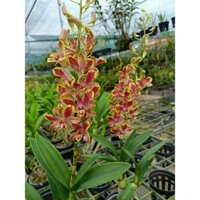 Hoa Lan Dendro nắng chớp bịp chuẩn hoa