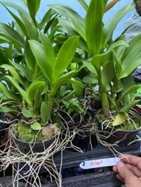 Hoa lan Dendro nắng Robert