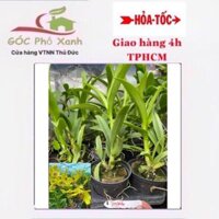 Hoa lan dendro Pensoda