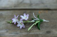 Hoa lan Denrobium trắng tô tím