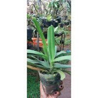 Hoa lan đuôi cáo 150k/chậu