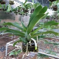 Hoa lan giáng hương ngọc điểm trắng(đai châu trắng) ki mập khỏe ấm chậu