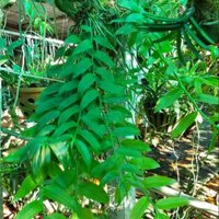 Hoa lan Hạc Vỹ ghép gỗ vú sữa