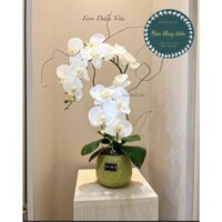 Hoa Lan Hồ Điệp cành 2 nhánh, sẵn lá - Hàng cao cấp lên bình nhanh gọn