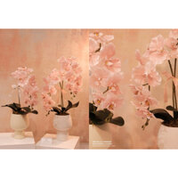 hoa lan hồ điệp chậu 1 cành