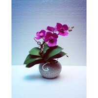 Hoa Lan Hồ điệp đất sét