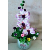 hoa lan hồ điệp