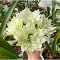 Hoa lan huệ cánh kép, hoa loa kèn tây Amaryllis Young Crane