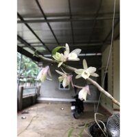 Hoa lan Long Tu