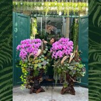 Hoa Lan Mix Sen Đá Trồng Trên Gỗ Lũa