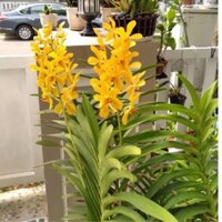 Hoa Lan mokara lớn màu tự chọn , ra hoa quanh năm ( 2 cây)