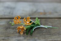 Hoa Lan Mokara màu cam mini