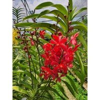 Hoa lan mokara màu đỏ lớn- ra hoa quanh năm (2 cây)