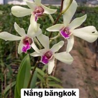 Hoa lan nắng băngkok