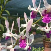 Hoa lan nắng tai thỏ combo 5 khóm cây giống cao 7-12cm