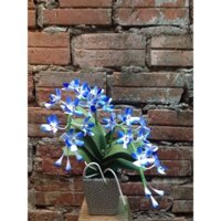 Hoa Lan Ngọc Điểm đất sét