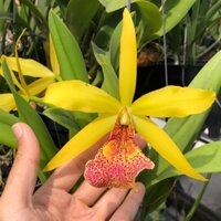 Hoa lan nhỏ Kiều Vy màu vàng đỏ nổi bật