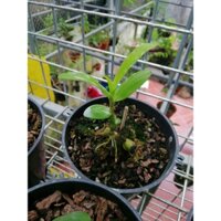 Hoa lan phi điệp lá nhựa xếp chân rết + Tặng 02 cây nhót ngọt