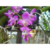 Hoa Lan Rừng Quế Tím, Giò 2 Cây Phong Lan Rừng Quế Tím. Cam Kết Chuẩn Hàng Rừng, Ra Hoa Hàng Năm