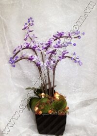 Hoa Lan Tai Thỏ màu Tím - Mã: HPL 139