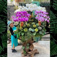 Hoa Lan Tết Mix Sen Đá Trồng Trên Lũa Gỗ Hoành Tráng Chưng Hợp Quanh Năm