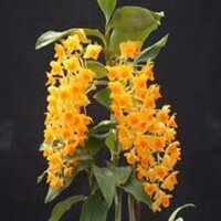Hoa lan thủy tiên mỡ gà + Tặng 02 cây nhót ngọt