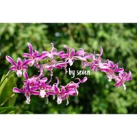 Hoa lan tia Chớp gà mổ vòi hoa dài hoa thơm