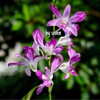 Hoa lan tia Chớp trắng tím thuận