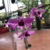 Hoa lan Trầm lá biên cây trưởng thành