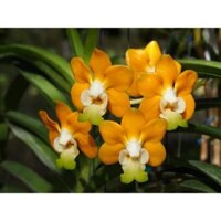 HOA LAN VANDA DẠ DUNG MỸ NHÂN