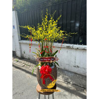 Hoa Lan Vũ Nữ Ghép Chậu - Chậu Vót Sần Sùi - 39 Củ Hoa