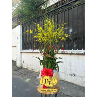 Hoa Lan Vũ Nữ Ghép Chậu Nghệ Thuật