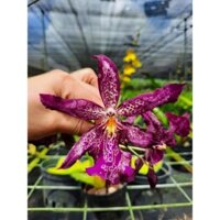 Hoa lan vũ nữ hồ ly tím - cây trưởng thành hoa tết