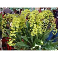 Hoa lan vũ nữ hoàng hậu xanh - hoa thơm, dài thành chuỗi