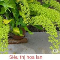 HOA lan vũ nữ Hoàng hậu