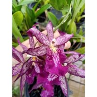 hoa lan : VŨ NỮ HW