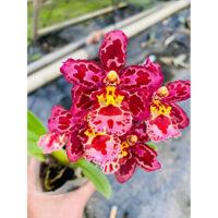 Hoa Lan Vũ Nữ kẹo ngọt đang nụ cây trưởng thành