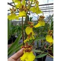 HOA LAN : VŨ NỮ KIM CƯƠNG