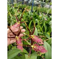 hoa lan: vũ nữ nhện nâu- chậu trưởng thành